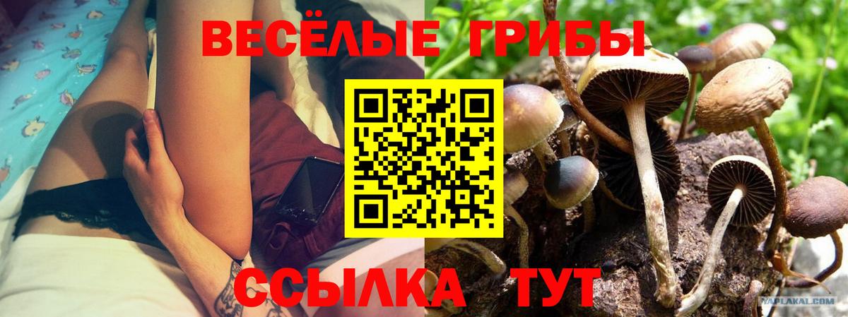 Сергиев Посад  Галлюциногенные грибы Psilocybine cubensis  Вход с VPN 
